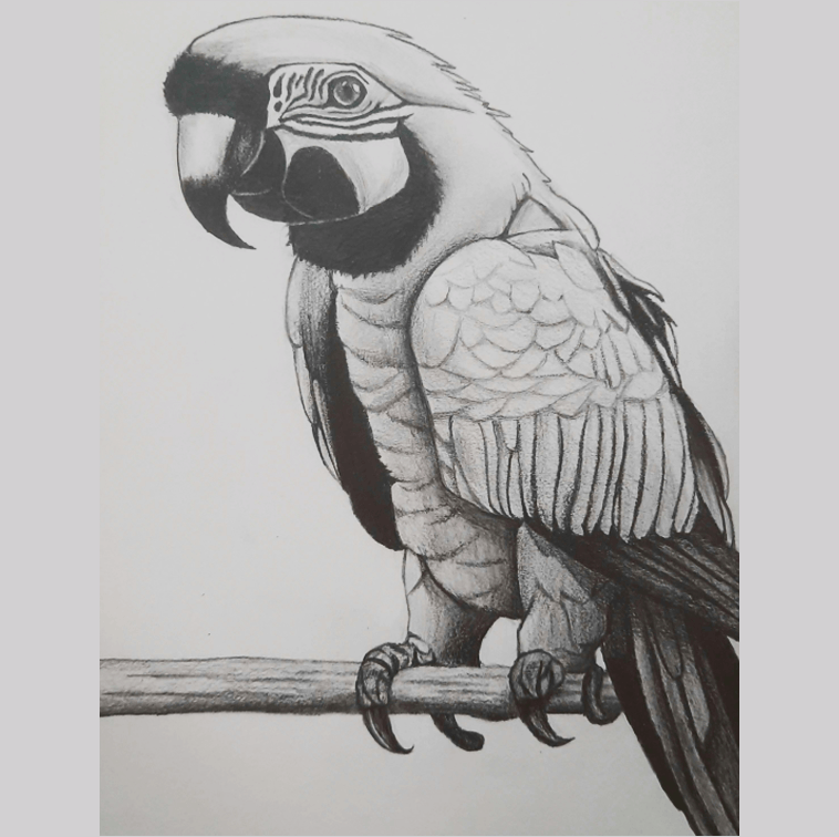 Parrot Art by M. Sai Vaishnavi